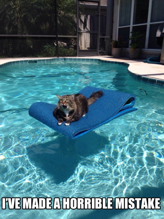 cat-in-pool-mistake.jpg