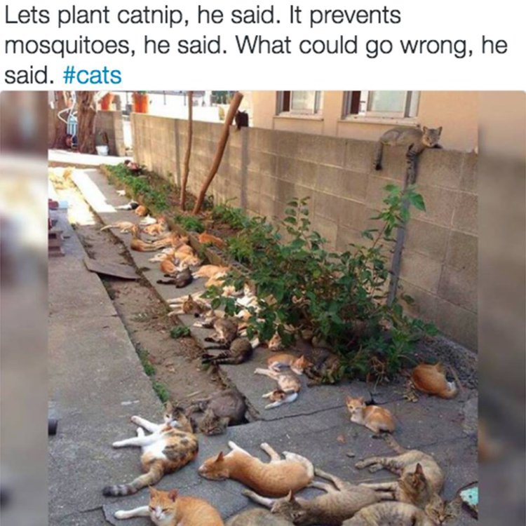 catnip.jpg