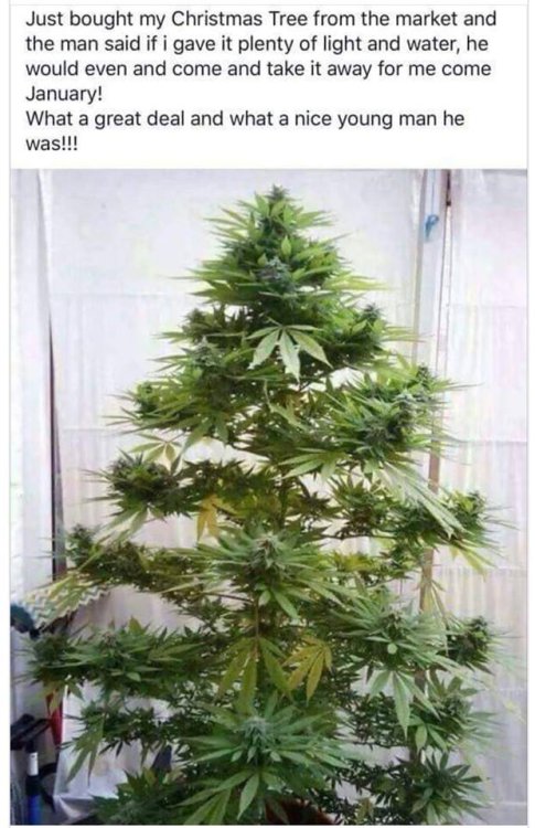 christmas tree.jpg