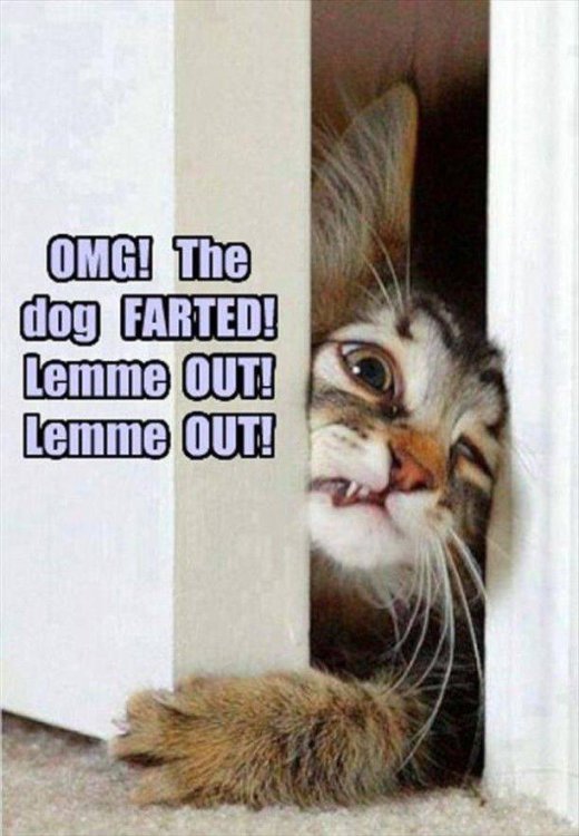 dog farted.jpg