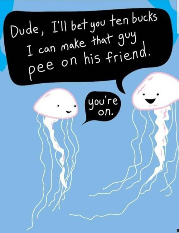 jellyfish.jpg