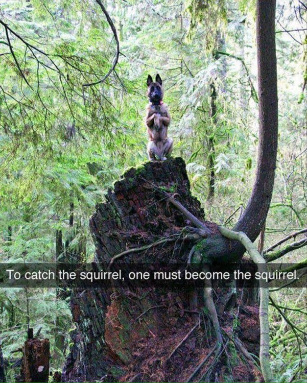 squirrel.jpg